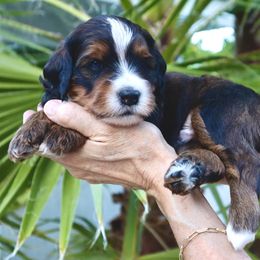 Bernedoodle Puppies from Palm Canyon Bernedoodles