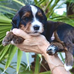 Bernedoodle Puppies from Palm Canyon Bernedoodles