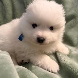 Blue - White male Japanese Spitz puppy in Madison, Alabama from Cinabell Japenese Spitz