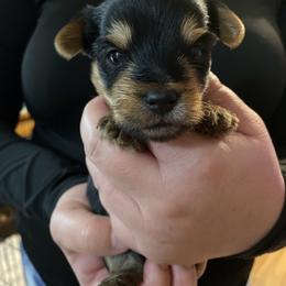 Boy 2 - Black and tan male Yorkshire Terrier puppy in Ceres, California from Mr.Yorkie