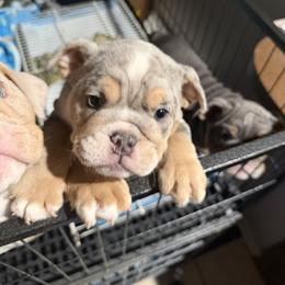 Bulldog Puppies from Bullevardier Bulldogs