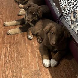 Red Tri Girl 2 - Red tri-color female Australian Shepherd puppy in Prairie Grove, Arkansas from IQ Farms