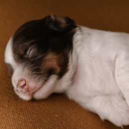 Dachshunds from Double J Dachshunds