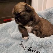 Tibetan Spaniel Puppies from Jewel Acres