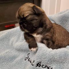 Tibetan Spaniel Puppies from Jewel Acres