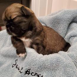 Tibetan Spaniel Puppies from Jewel Acres