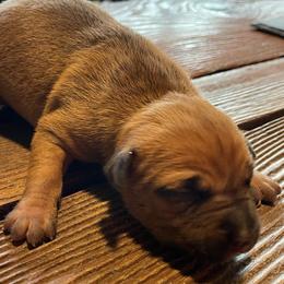 Girl 4 - Red sable female American Pit Bull Terrier puppy in Lakewood, Washington from Perrault Kennels