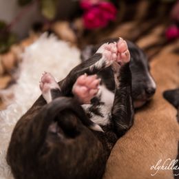 Silken Windhound Puppies from Amethyst Silken Windhounds