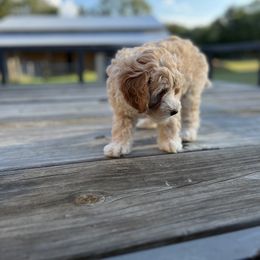 Aussiedoodle Puppies from Creek Bend Farm