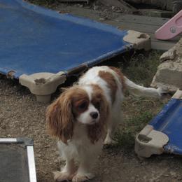 Cindy - Blenheim female Cavalier King Charles Spaniel puppy in Harvard, Illinois from Lori's Cavalier King Charles Spaniels & Dachshunds
