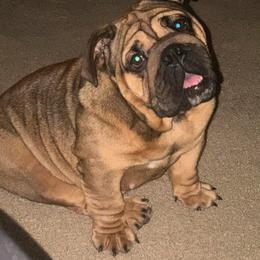 Gemma - Bulldog