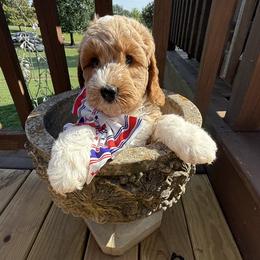 Davy - Apricot male Goldendoodle puppy in Portland, Tennessee from Happy_Tails_by_TJ