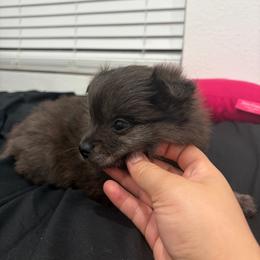 Girl - Chocolate merle female Pomeranian puppy in Jurupa Valley, California from Furry poms