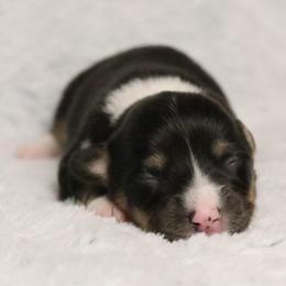 ⚡️ Lightning ⚡️ - Black and tan male Pembroke Welsh Corgi puppy in Fayetteville, Arkansas from Intergalactic Corgis