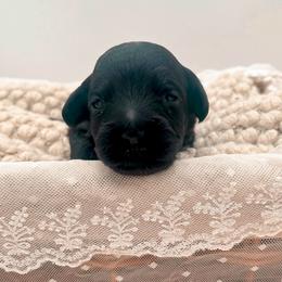Chip - Black male Bernedoodle puppy in North Carolina from Tuxedo Mountain Doodles