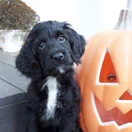 Naveen - Black and white male Cockapoo puppy in Bethlehem, Georgia from Darling Doodles