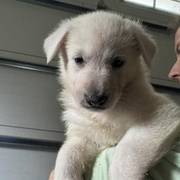 Ilee (aka Eileen) - White female German Shepherd puppy in Perkasie, Pennsylvania from Twila Ruth Herot