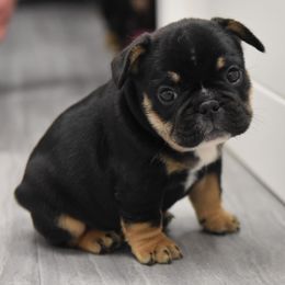 French Bulldog Puppies from Bullish Pride