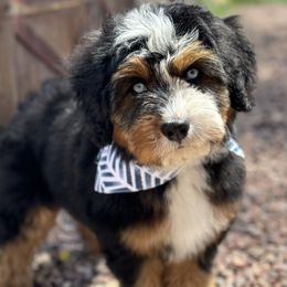 Aussiedoodle and Bernedoodle Puppies from Sassy Pants Pups