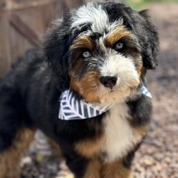 Aussiedoodle and Bernedoodle Puppies from Sassy Pants Pups