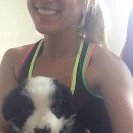 Australian Shepherd Puppies from Adams Family Aussies