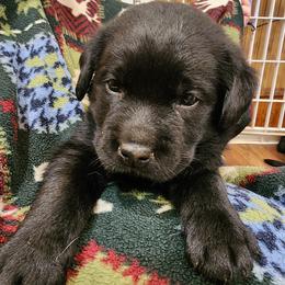 Brown - Black male Labrador Retriever puppy in Siloam Springs, Arkansas from Karemy Kennels (Karemy Labradors)