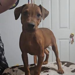 Turtle- Red M-natural tail and Ears - Red male German Pinscher puppy in Chatham, Virginia from WMHK9/Roolyn German Pinschers