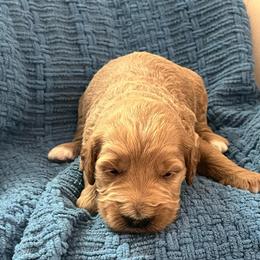Austin - Red  male Goldendoodle puppy in New Waverly, Texas from C.P. Puppy Buddies