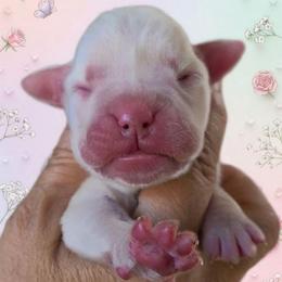 Cobweb - White female Boxer puppy in Red Boiling Springs, Tennessee from Silver Rain