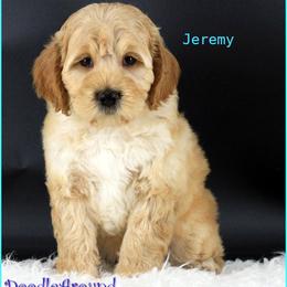 Jeremy - Apricot male Australian Labradoodle puppy in Billings, Montana from Doodle Around