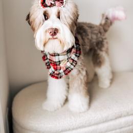 Minnow- Guardian - Chocolate female Australian Labradoodle puppy in Syracuse, Indiana from The Doodle Cove