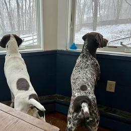 German Shorthaired Pointer All Grown Up from Windward German Shorthaired Pointers