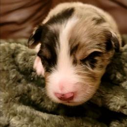 Meadow - Blue merle female Australian Shepherd puppy in Lubbock, Texas from Barn Raised Aussies