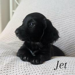 Dachshund Puppies from Destiny Dachsunds