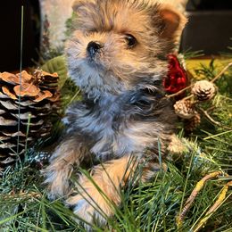 Yorkshire Terrier Puppies from Jeff's Yorkshire Terriers