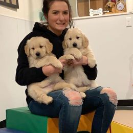 Golden Retriever Puppies from OPK GOLDENS