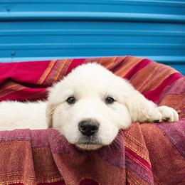 Great Pyrenees Puppies from Kathy Ann's Farm