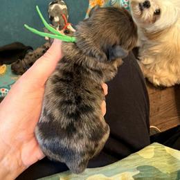 Green  collar (was purple) - Black white and silver male Shih Tzu puppy in Berkeley Springs, West Virginia from Sandridge Shih Tzus