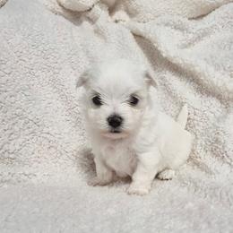 Mia - White female Maltese puppy in Austin, Texas from Austin Maltese Babies
