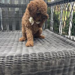 Milo - Red  male Poodle puppy in Mint Hill, North Carolina from DoodleForever
