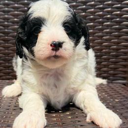 JoJo - Phantom female Bernedoodle puppy in Sherman, Illinois from Shirl Doodle Life