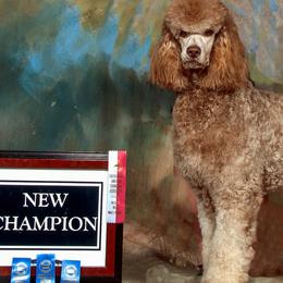 Poodles from Canoe Creek Spoos