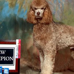 Poodles from Canoe Creek Spoos