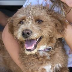 Liberty - Labradoodle