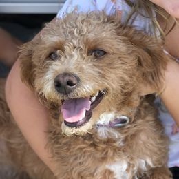 Liberty - Labradoodle