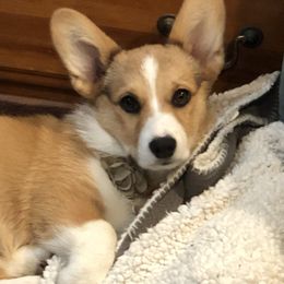 American Corgi Puppies from Patriot American Corgi