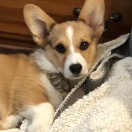 American Corgi Puppies from Patriot American Corgi