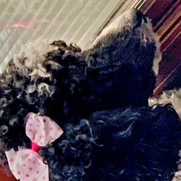 Double Doodles and Poodles from Perfect Poodles and Doodles LLC
