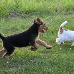 Airedale Terriers and Russell Terriers from Meadowaire Terriers