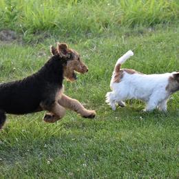 Airedale Terriers and Russell Terriers from Meadowaire Terriers